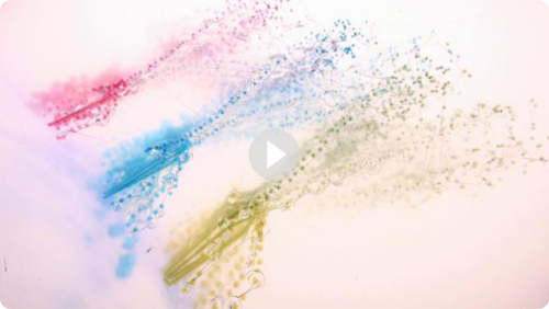 Perfume global site project #001